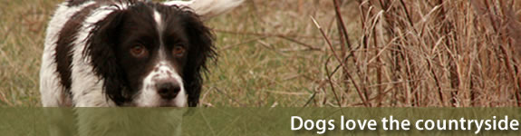 Dog friendly holiday lodges and parks